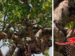 Kamuflase Hewan Ini Bikin Mata Kamu Terkecoh