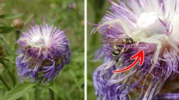 Ada yang melihat redator yang tengah mengincar mangsanya? Foto: Brightside