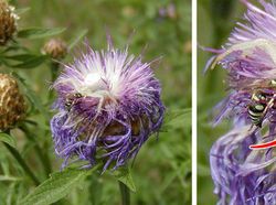 Kamuflase Hewan Ini Bikin Mata Kamu Terkecoh