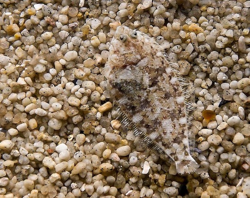 Kamuflase hewan mengecoh mata