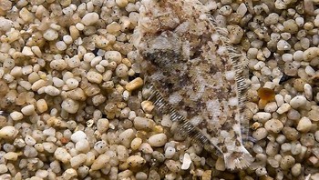 Ikan pipih. Foto: Brightside