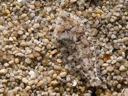 Kamuflase Hewan Ini Bikin Mata Kamu Terkecoh