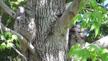 Si burung mirip sekali dengan pohon. Foto: Brightside