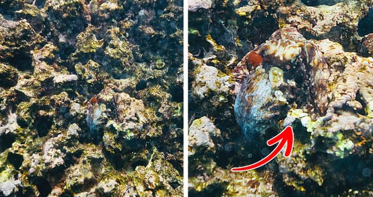 Động vật ngụy trang đánh lừa mắt Động vật ngụy trang đánh lừa mắt