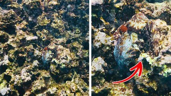 Ada yang melihat gurita di foto ini? Foto: Brightside