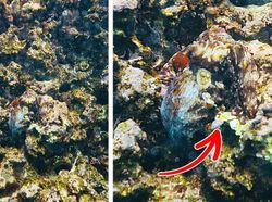 Kamuflase Hewan Ini Bikin Mata Kamu Terkecoh