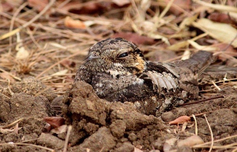 Kamuflase hewan mengecoh mata