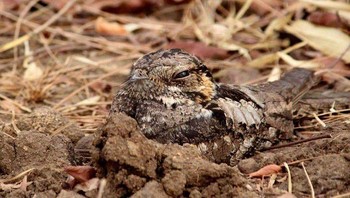 Burung ini menyatu sekali dengan tanah. Foto: Brightside