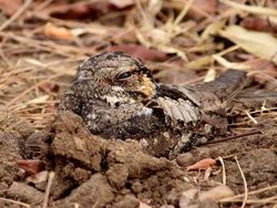 Kamuflase Hewan Ini Bikin Mata Kamu Terkecoh