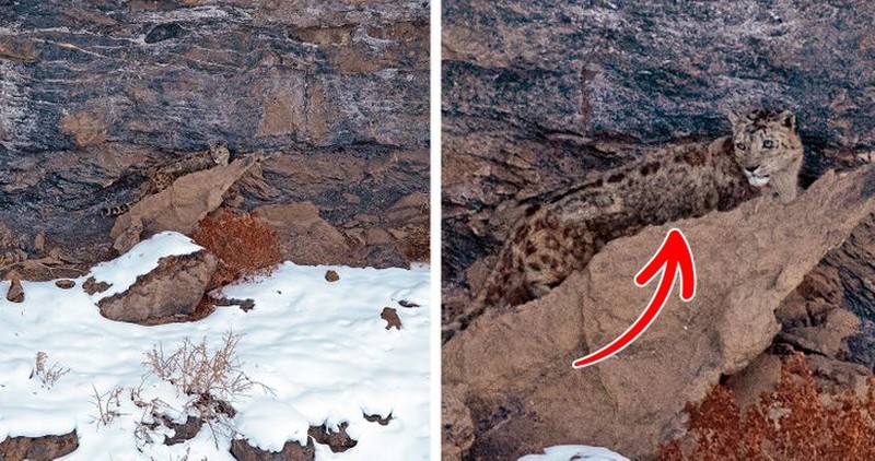 Kamuflase hewan mengecoh mata