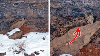 Jika tidak di-zoom kira-kira kamu masih bisa melihatnya? Foto: Brightside