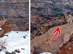 Kamuflase Hewan Ini Bikin Mata Kamu Terkecoh