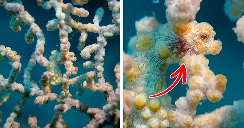 Kamuflase hewan mengecoh mata