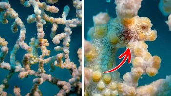 Susah ya membedakannya.  Foto: Brightside 