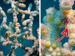 Kamuflase Hewan Ini Bikin Mata Kamu Terkecoh