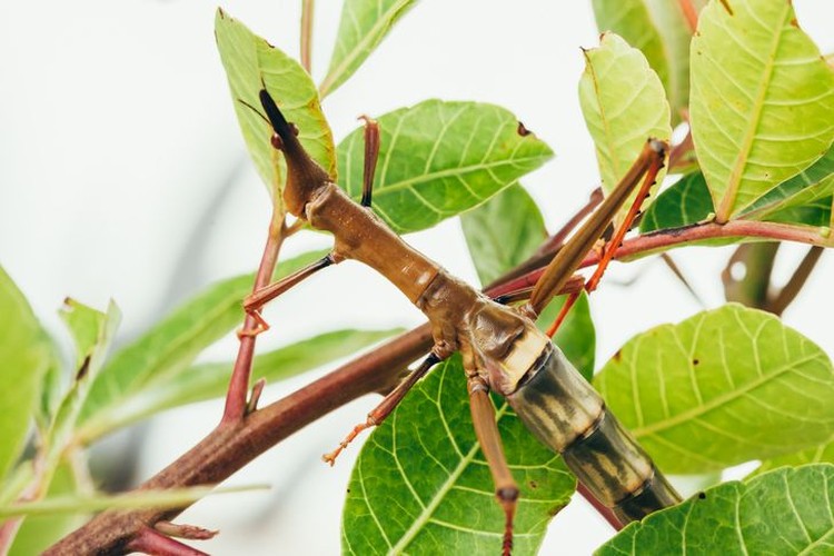 Động vật ngụy trang đánh lừa mắt Động vật ngụy trang đánh lừa mắt