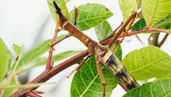 Kamuflase belalang ini begitu mirip dahan. Foto: Brightside