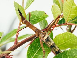 Apakah Hewan Bisa Berbohong? Ini Fakta Ilmiahnya