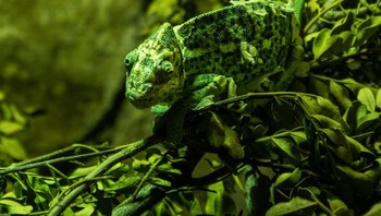 Kemampuan bunglon dalam melakukan kamuflase sudah tidak diragukan lagi. Foto: Brightside