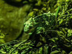 Kamuflase Hewan Ini Bikin Mata Kamu Terkecoh