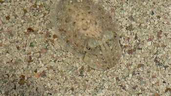 Penampakan bayi sotong. Foto: Brightside