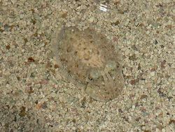 Kamuflase Hewan Ini Bikin Mata Kamu Terkecoh