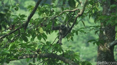 Kisah Kopi Owa yang Mengubah Pembalak Liar Jadi Petani dan Penyelamat Hutan