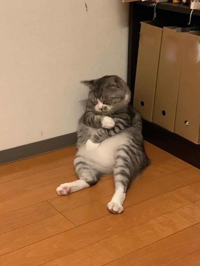 kucing lucu