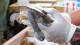 Dikembalikan Singapura, Kura-kura Leher Ular Rote Akan Dilepas ke Danau Peto