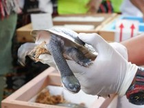 Sederet Fakta Kura-kura Leher Ular Rote yang Terancam Punah