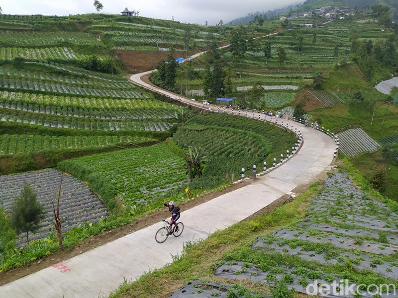 Pemandangan di lereng Gunung Merbabu wilayah Kabupaten Magelang, Jawa Tengah, sangat indah. Selain pemandangan alam, traveler bisa melihat tanaman sayuran yang menghijau.