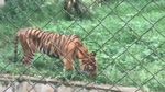 Potret Harimau Kurus-Makan Rumput di Medan Zoo