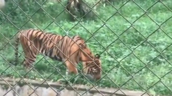 Screenshot video harimau kurus di Medan Zoo (dok. Istimewa)
