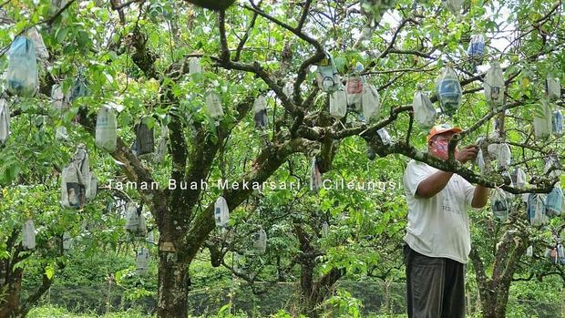 Taman Buah Mekarsari (Tangkapan Layar via Instagram @mekarsari_fruitgarden)