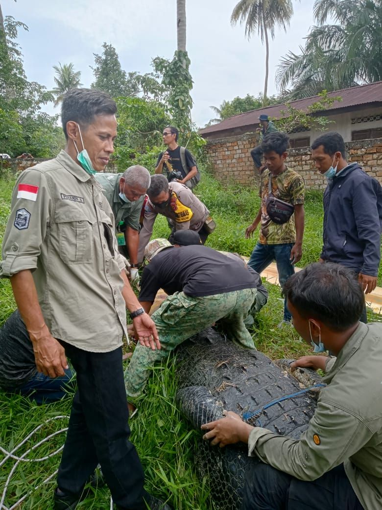 Evakuasi buaya jumbo 400 Kg dari penangkaran di Jambi (dok. BKSDA)