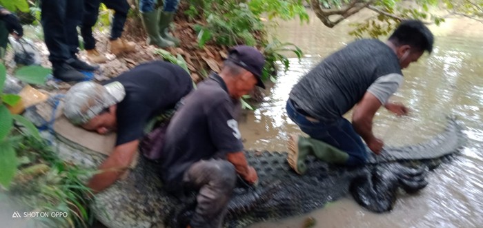 Evakuasi buaya jumbo 400 Kg dari penangkaran di Jambi (dok. BKSDA)