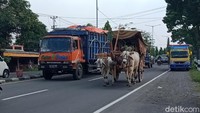 Dua ekor sapi ukuran besar menariknya ke arah Utara. 