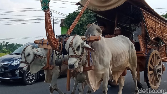 Gerobak sapi, merupakan alat transportasi langka di tengah kemajuan kompetisi dunia otomotif saat ini. Enggak percaya? Ini foto-fotonya!