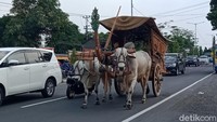 Ini dia penampakan gerobak sapi yang terlihat di jalanan Yogya-Solo.