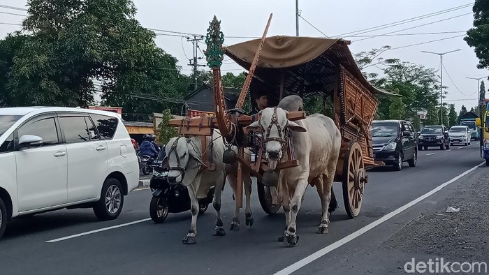 Gerobak sapi, merupakan alat transportasi langka di tengah kemajuan kompetisi dunia otomotif saat ini. Enggak percaya? Ini foto-fotonya!