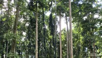 Kera-kera di kawasan wisata.