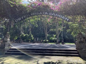 Melihat Kampung Kera di Bali, Gemoy!