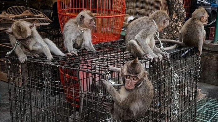 Penjualan bayi monyet ekor panjang di Pasar Burung Satria, Denpasar, Bali. (Dok. Jakarta Animal Aid Network/JAAN)