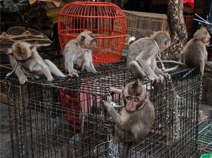 Konten Penyiksaan Bayi Monyet di Tasik Diduga Dijual ke Dark Web