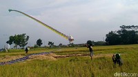 Ya, musim kemarau didukung banyak lahan persawahan usai panen ini, menjadikan warga antusias bermain layangan.