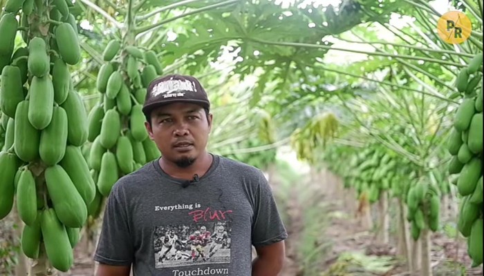Hebat! Petani Pepaya Asal Kebumen Ini Bisa Raup Omzet Rp 28 Juta per Minggu