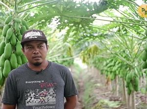 Hebat! Petani Pepaya Asal Kebumen Ini Bisa Raup Omzet Rp 28 Juta per Minggu