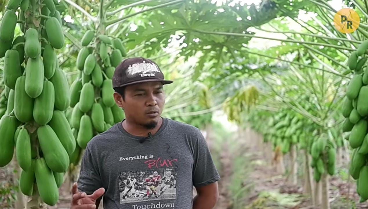Hebat! Petani Pepaya Asal Kebumen Ini Bisa Raup Omzet Rp 28 Juta per Minggu
