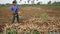 Kini, Munadi memiliki lahan seluas 2,5 hektare yang seluruhnya ditanami singkong. Kepada detikcom dia mengungkapkan para petani singkong di Kampung Fajar Bulan, termasuk dirinya, memasok singkong untuk bahan baku tapioka ke pabrik-pabrik yang ada di Lampung Tengah.