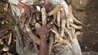 Munadi menjelaskan ia menanam jenis singkong thailand yang memang diperuntukkan sebagai bahan baku tapioka. Adapun usia tanam singkong berkisar 7-8 bulan.